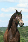 Connemara-Pony Portrait