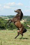 steigender Connemara-Pony