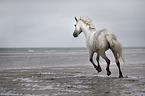 galoppierendes Connemara Pony