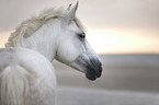 Connemara Portrait