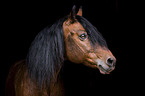 Connemara Portrait