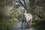 Connemara-Pony Stute