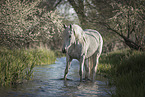 Connemara-Pony Stute