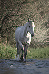 Connemara-Pony Stute