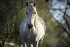 Connemara-Pony Stute