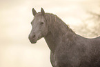 Connemara-Pony