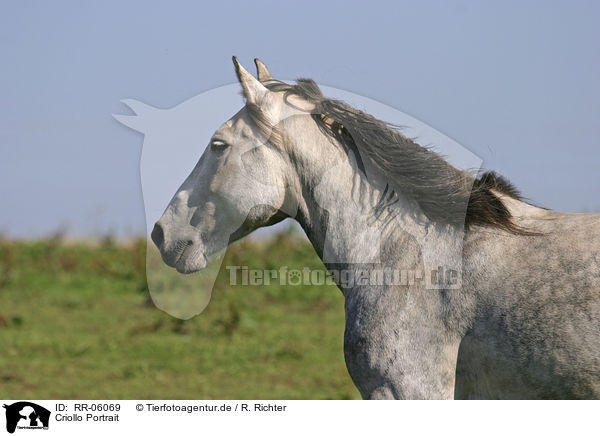 Criollo Portrait / Criollo Portrait / RR-06069