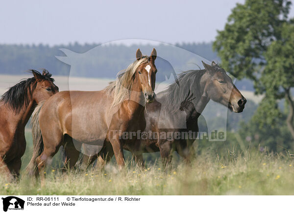 Pferde auf der Weide / RR-06111