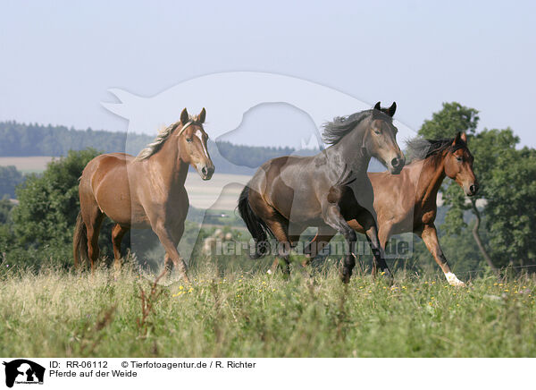 Pferde auf der Weide / RR-06112