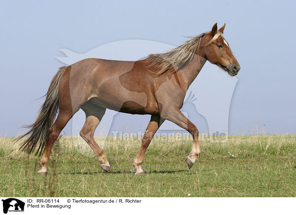 Pferd in Bewegung / running horse / RR-06114