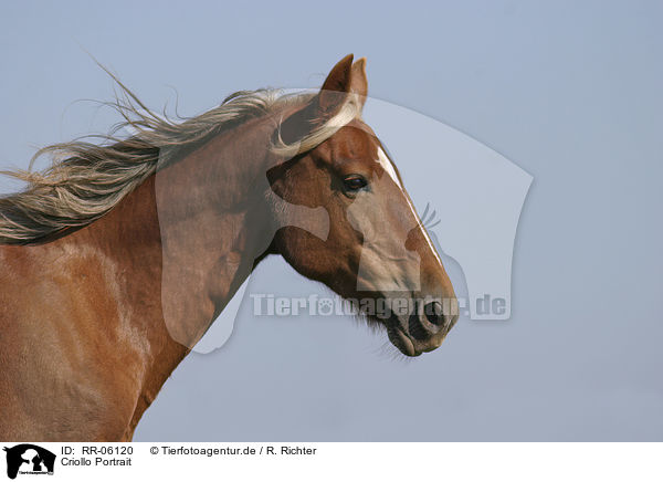 Criollo Portrait / Criollo Portrait / RR-06120