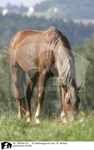 grasendes Criollo / grazing horse / RR-06124