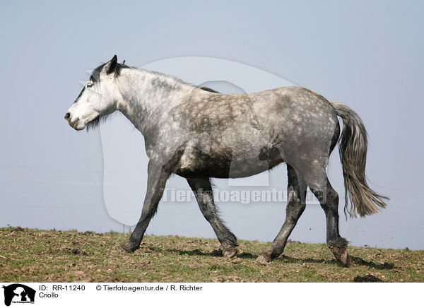 Criollo / Criollo / RR-11240