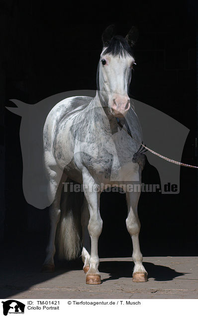 Criollo Portrait / Criollo Portrait / TM-01421