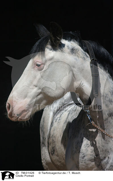 Criollo Portrait / TM-01426