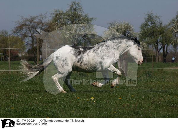 galoppierendes Criollo / galloping Criollo / TM-02024