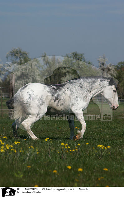 laufendes Criollo / TM-02026