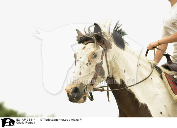 Criollo Portrait / Criollo Portrait / AP-08814