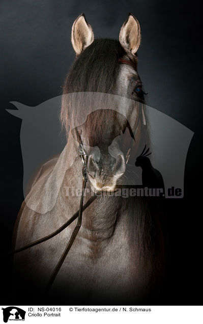 Criollo Portrait / Criollo Portrait / NS-04016