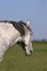 Criollo Portrait