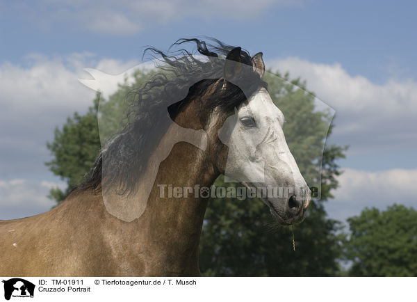 Cruzado Portrait / warm-blood portrait / TM-01911