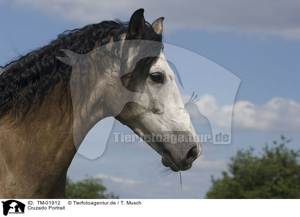 Cruzado Portrait / TM-01912