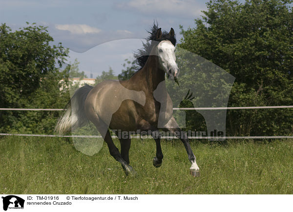 rennendes Cruzado / TM-01916