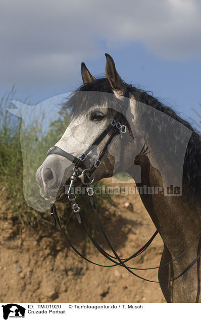 Cruzado Portrait / TM-01920