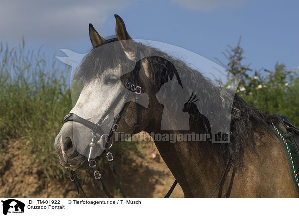 Cruzado Portrait / warm-blood portrait / TM-01922