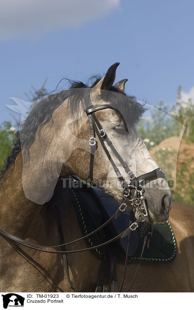 Cruzado Portrait / TM-01923