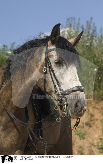 Cruzado Portrait / warm-blood portrait / TM-01924