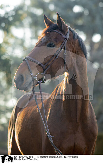 Dnisches Warmblut / Danish warmblood / EHO-02196
