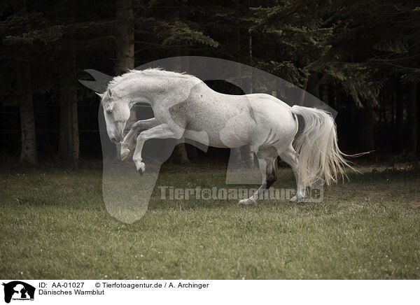 Dnisches Warmblut / Danish warmblood / AA-01027
