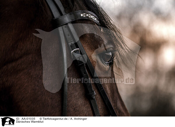 Dnisches Warmblut / Danish warmblood / AA-01035