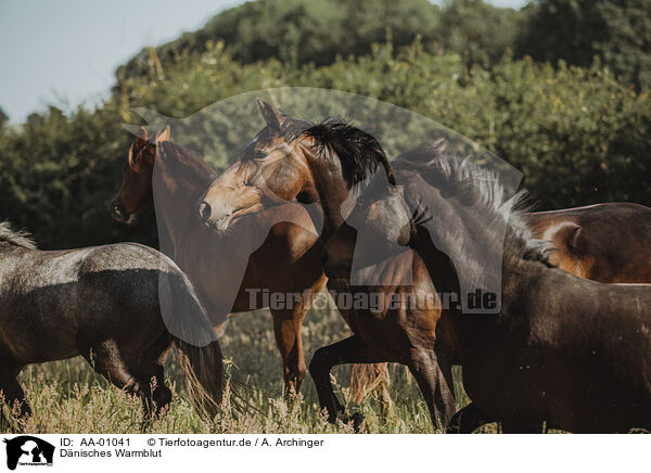 Dnisches Warmblut / Danish warmblood / AA-01041