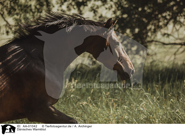 Dnisches Warmblut / Danish warmblood / AA-01042