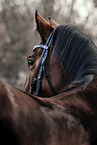Dnisches Warmblut