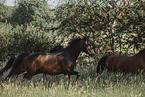 Dnisches Warmblut