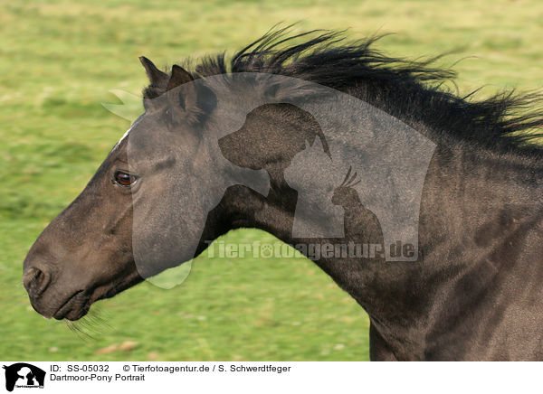 Dartmoor-Pony Portrait / SS-05032
