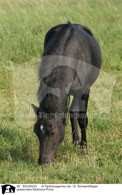 grasendes Dartmoor-Pony / grazing Dartmoor Pony / SS-05033