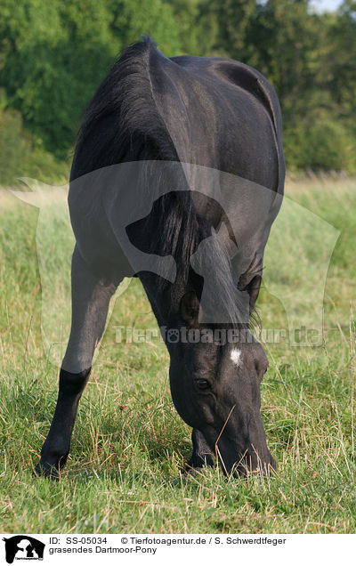 grasendes Dartmoor-Pony / grazing Dartmoor Pony / SS-05034
