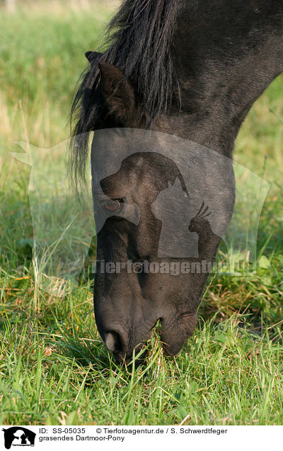 grasendes Dartmoor-Pony / SS-05035