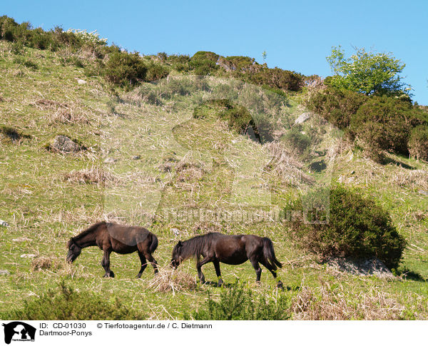 Dartmoor-Ponys / Dartmoor Ponys / CD-01030