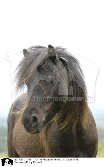 Dartmoor-Pony Portrait / CD-01449