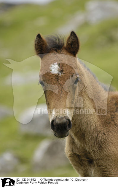 Dartmoor-Pony Fohlen Portrait / dartmoor pony foal Portrait / CD-01452