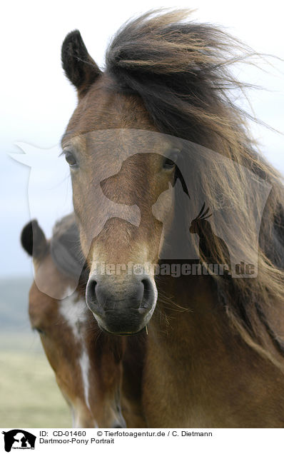 Dartmoor-Pony Portrait / CD-01460