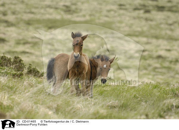 Dartmoor-Pony Fohlen / CD-01465