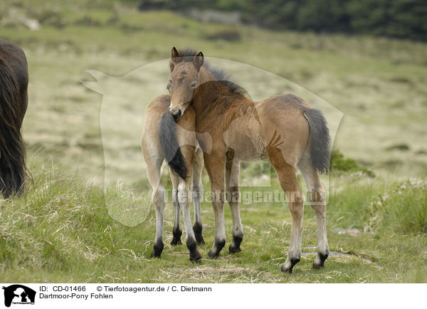 Dartmoor-Pony Fohlen / CD-01466