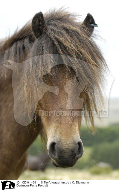 Dartmoor-Pony Portrait / CD-01469