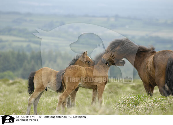 Dartmoor-Ponies / CD-01474